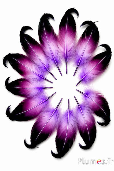 Entenerpel - 6-9 cm - aubergine-schwarz